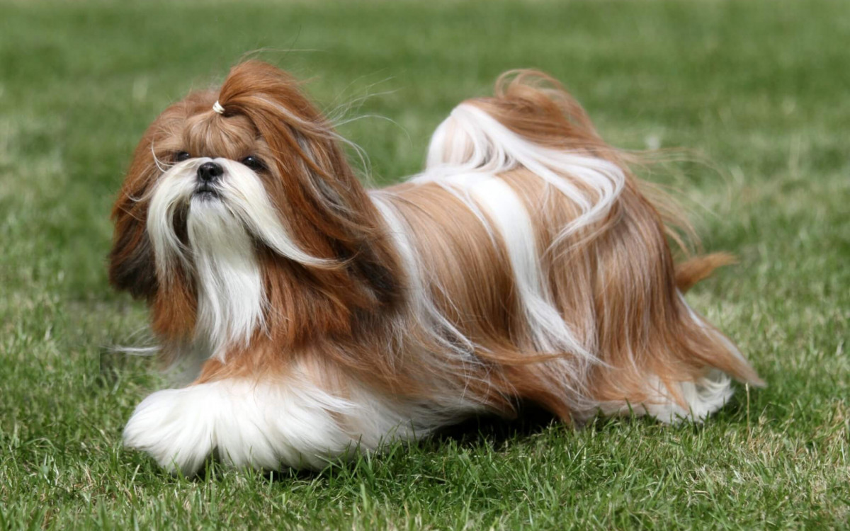 O shih tzu tem ra&iacute;zes tibetanas, mas foi criado na China como c&atilde;o de companhia para a realeza chinesa (Imagem: Sue Thatcher | Shutterstock)
