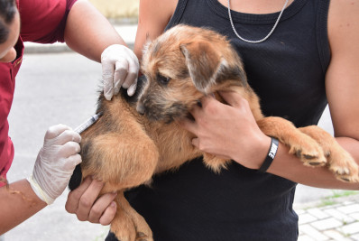 Mais de 27 mil animais foram vacinados na Campanha Antirrábica em Maricá