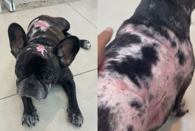 Cadelinha salva de incêndio que matou fisiculturista terá alta nesta quinta-feira