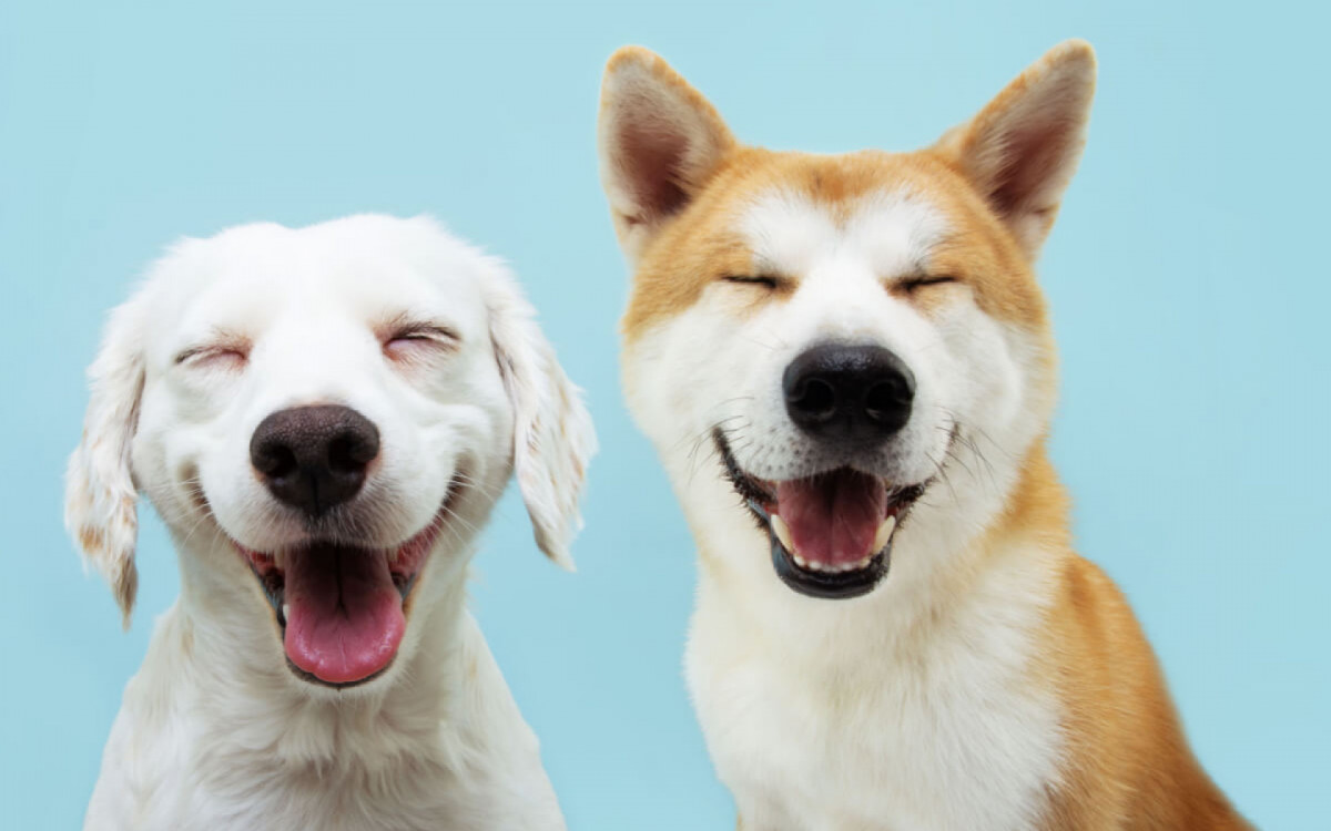 Segundo a Federa&ccedil;&atilde;o Cinol&oacute;gica Internacional, existem mais de 340 ra&ccedil;as de cachorros reconhecidas oficialmente no mundo (Imagem: smrm1977 | Shutterstock)