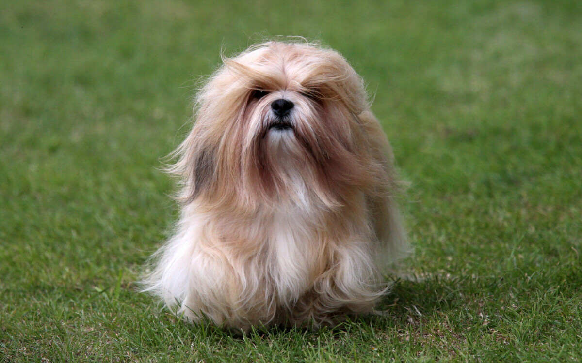 Apesar de seu pequeno porte, o lhasa apso &eacute; corajoso e protetor (Imagem: Sue Thatcher | Shutterstock)