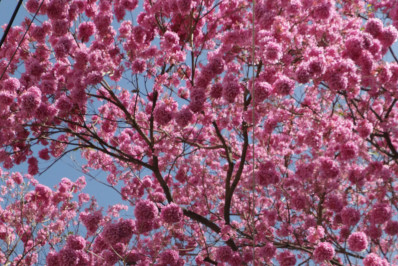 VI Encontro Fluminense de Arborização Urbana acontece em Niterói