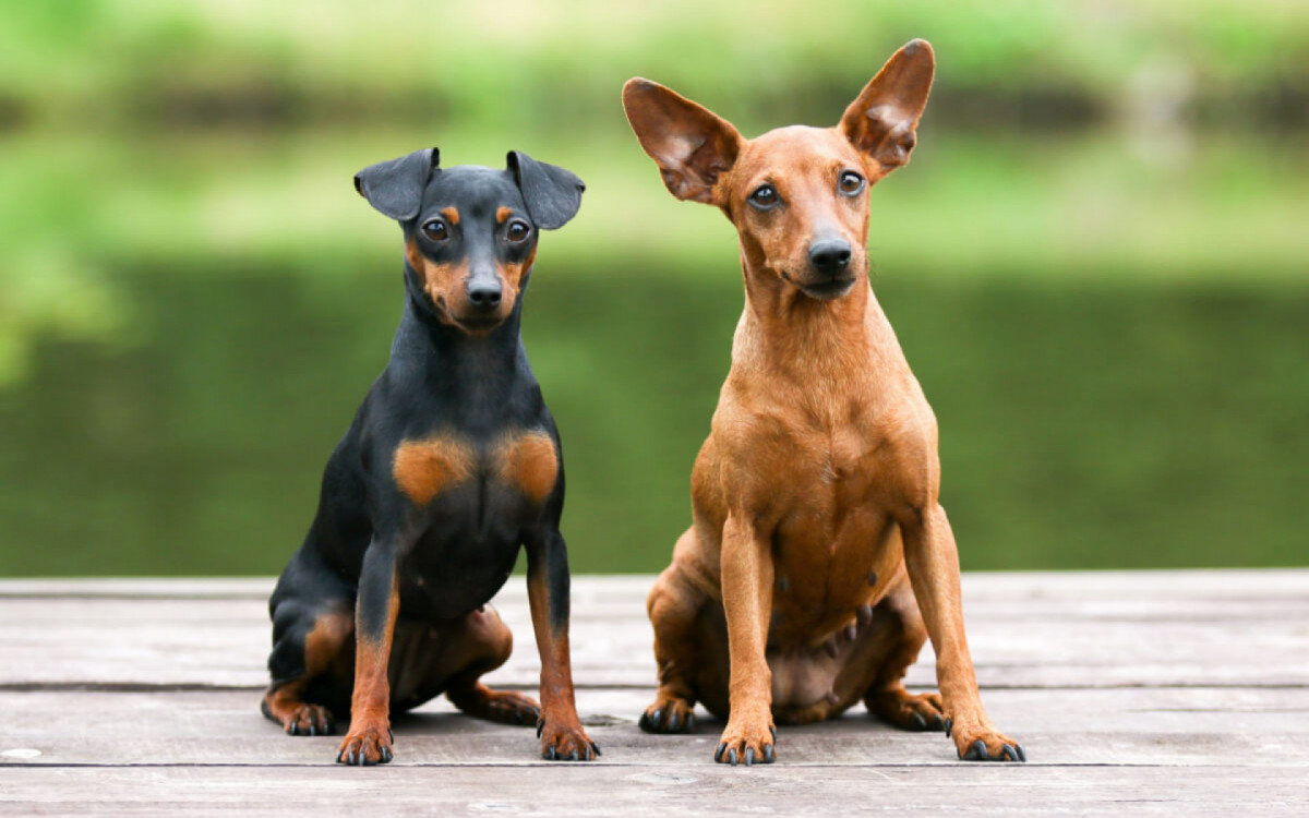 Os pinschers s&atilde;o classificados de acordo com tamanho e peso (Imagem: Lisjatina | Shutterstock)