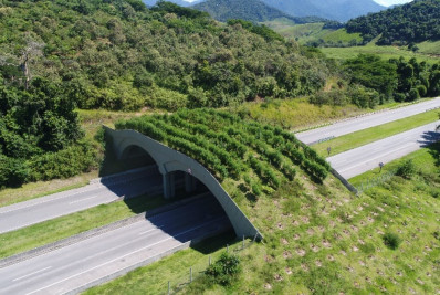 Mico-leão-dourado agradece
