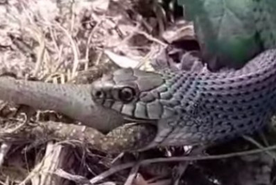 Cobra papa-pinto é flagrada ‘almoçando’ em Arraial do Cabo 