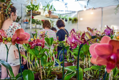 Expo Orquídeas e Bromélias reuniu moradores e turistas em Paty