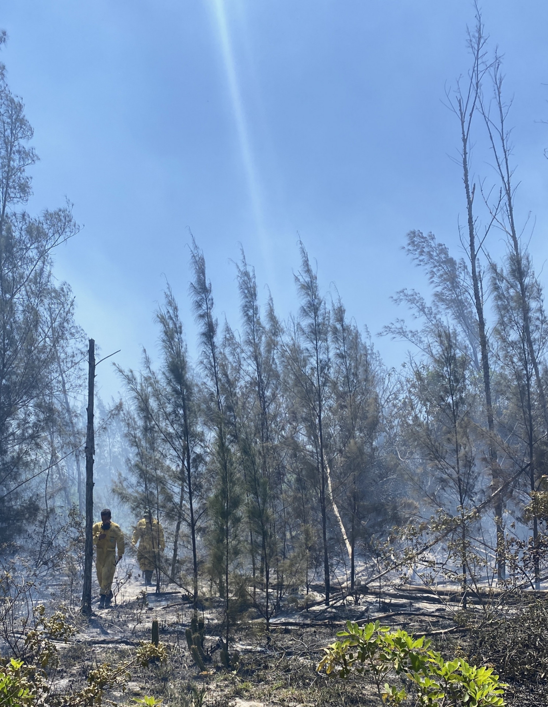 Cerca de 17 combatentes do Grupamento Operacional Ambiental e Mar&iacute;timo (GOPAM) e guarda-parques do INEA est&atilde;o trabalhando no local - Juliano Andrade/Vanessa Rodrigues