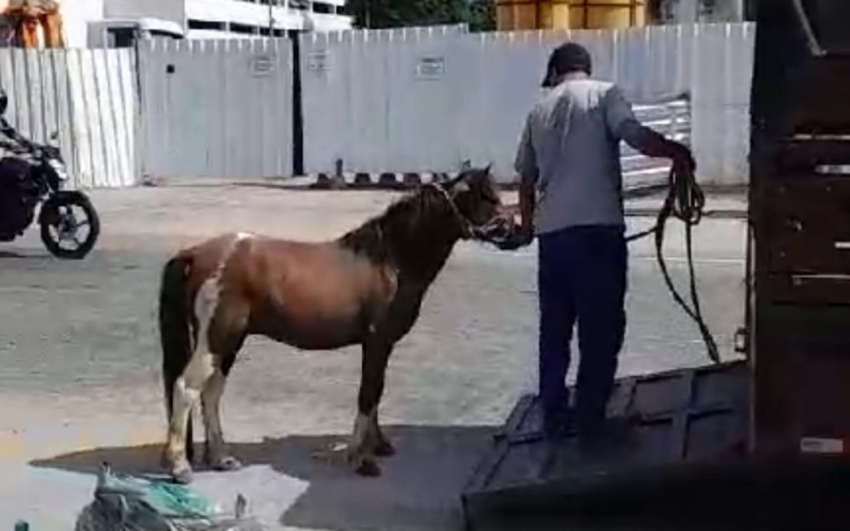 Cavalo foi resgatado em calha do BRT