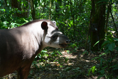 O casamento das Antas