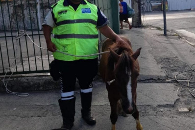 Cavalo é resgatado em pista do BRT na Zona Oeste