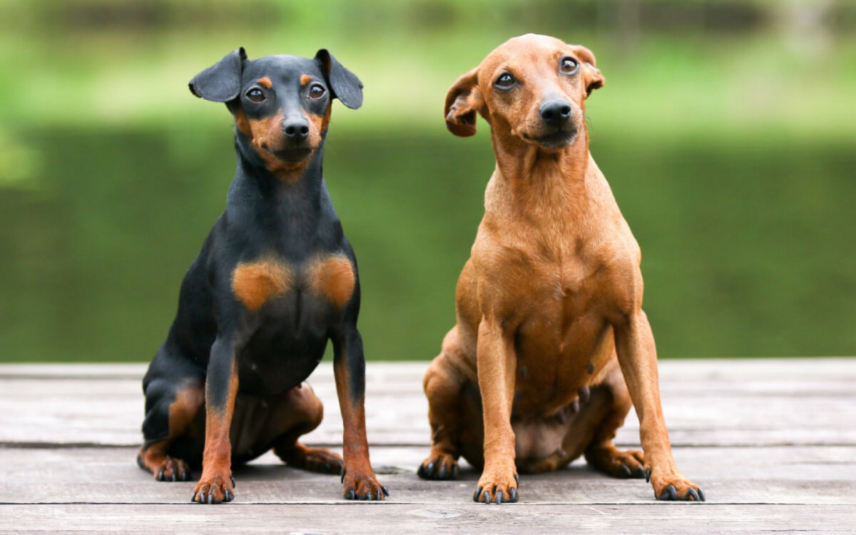 A interação do pinscher com outros cães é essencial para seu bem-estar emocional (Imagem: Lisjatina | Shutterstock)