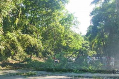 Queda de árvore bloqueia Rio-Santos em Angra dos Reis