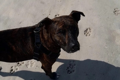 Cão Átila é encontrado após ter desaparecido por quase uma semana na Zona Sul