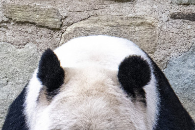 China e Estados Unidos podem reativar 'diplomacia do panda'