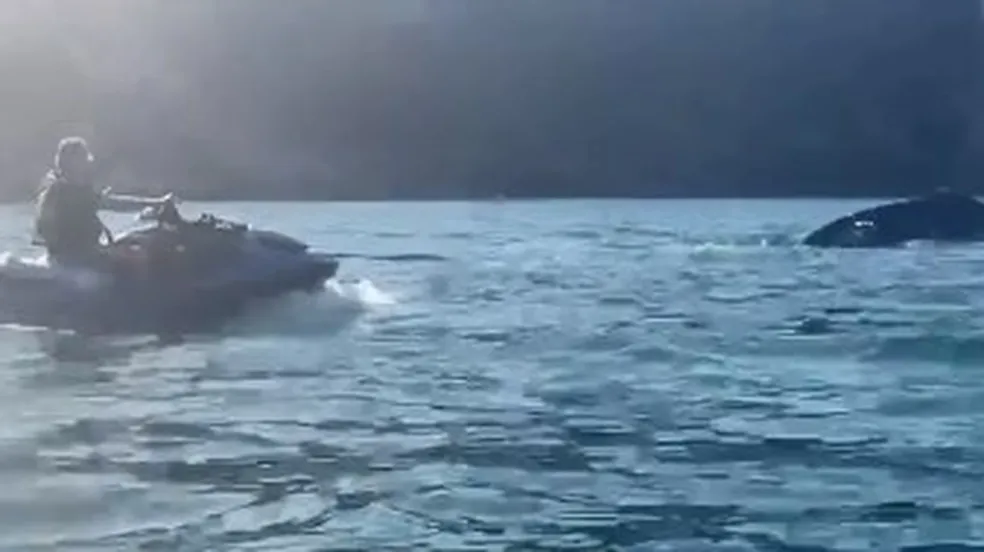 Ibama aplica multa a Bolsonaro por caso de suposta importunação à baleia em SP