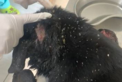 Vítima de maus-tratos, cão morre após ficar coberto de larvas; tutora é presa