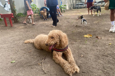 Barra da Tijuca ganha novo espaço de lazer para cães