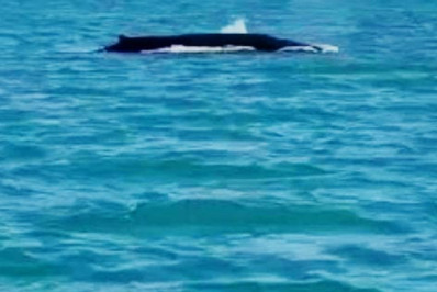 Baleia passeia na região litorânea de Maricá