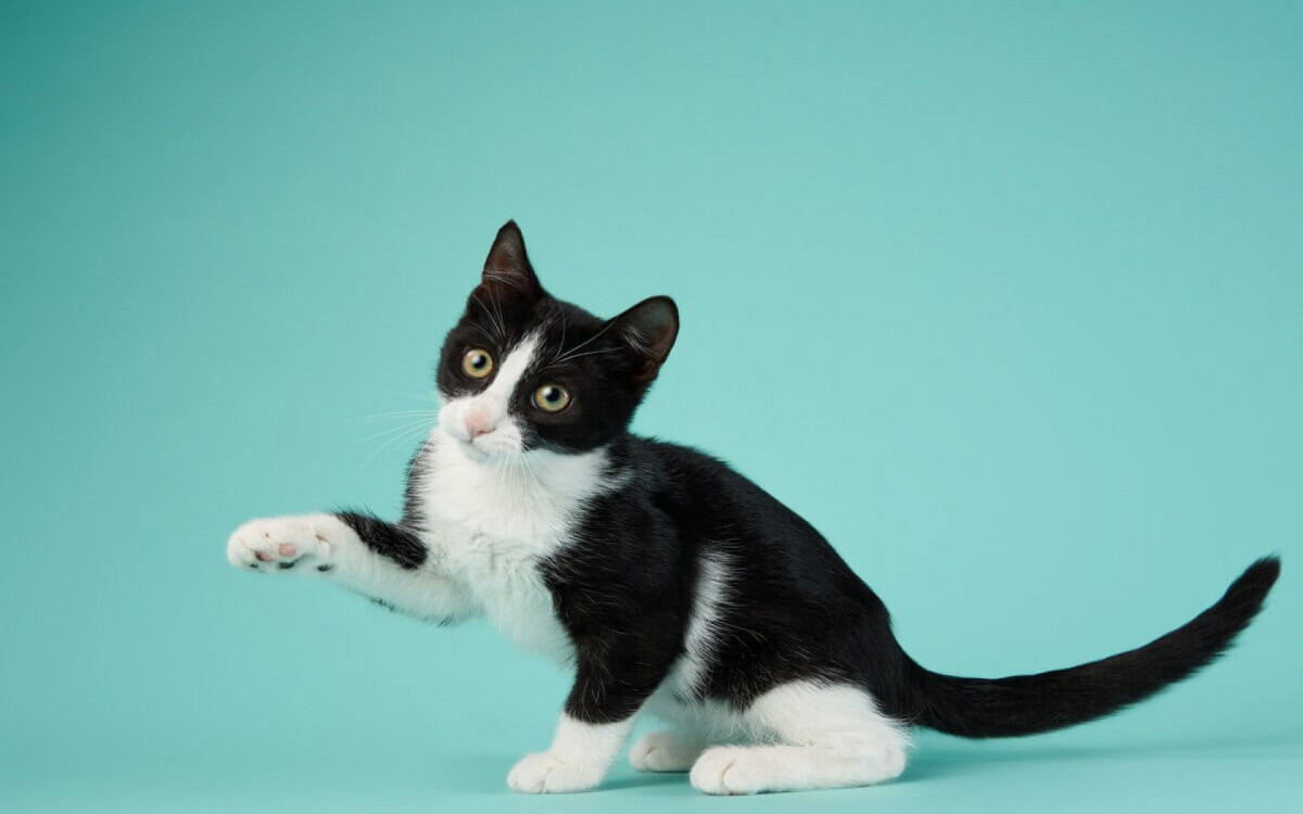 Característica dos gatos ajuda a escolher um nome criativo para os felinos (Imagem: dezy | Shutterstock)