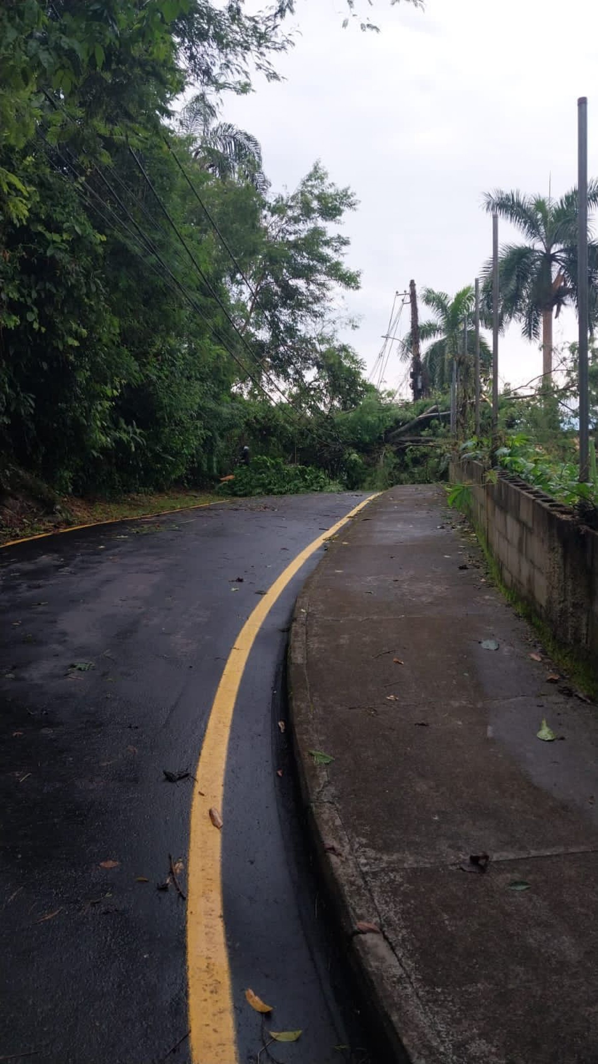 Estrada do Contorno na altura do SESC, totalmente fechada por uma árvore que caiu na hora do temporal - Divulgação/PMAR