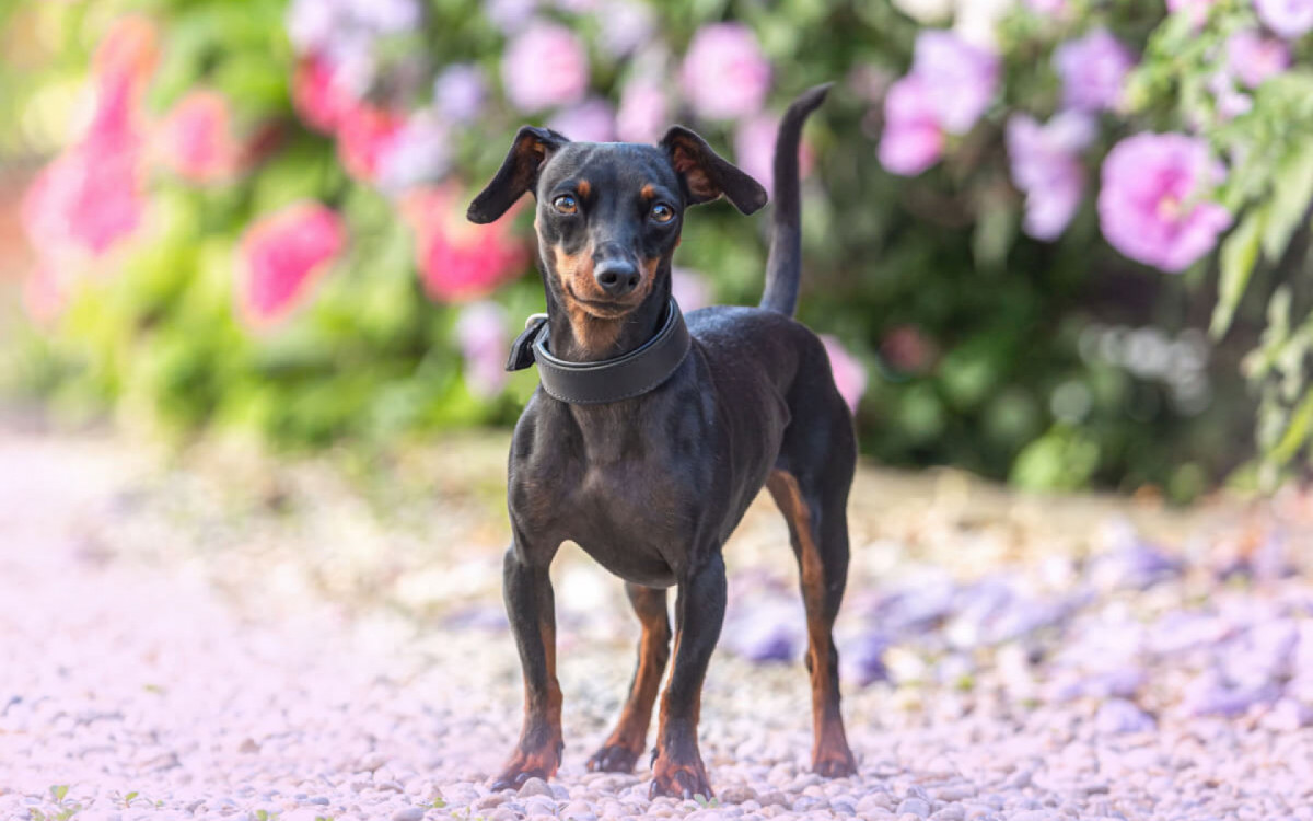 O pinscher &eacute; um c&atilde;o leal, teimoso e en&eacute;rgico (Imagem: Annabell Gsoedl | Shutterstock)