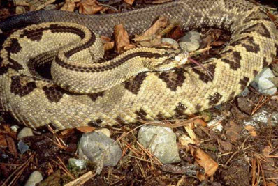 Menino de 2 anos morre após ser picado por cascavel no interior de SP