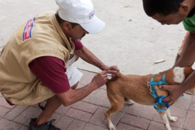 Vacinação Antirrábica, no 2º distrito de Cabo Frio, acontece no sábado (25)