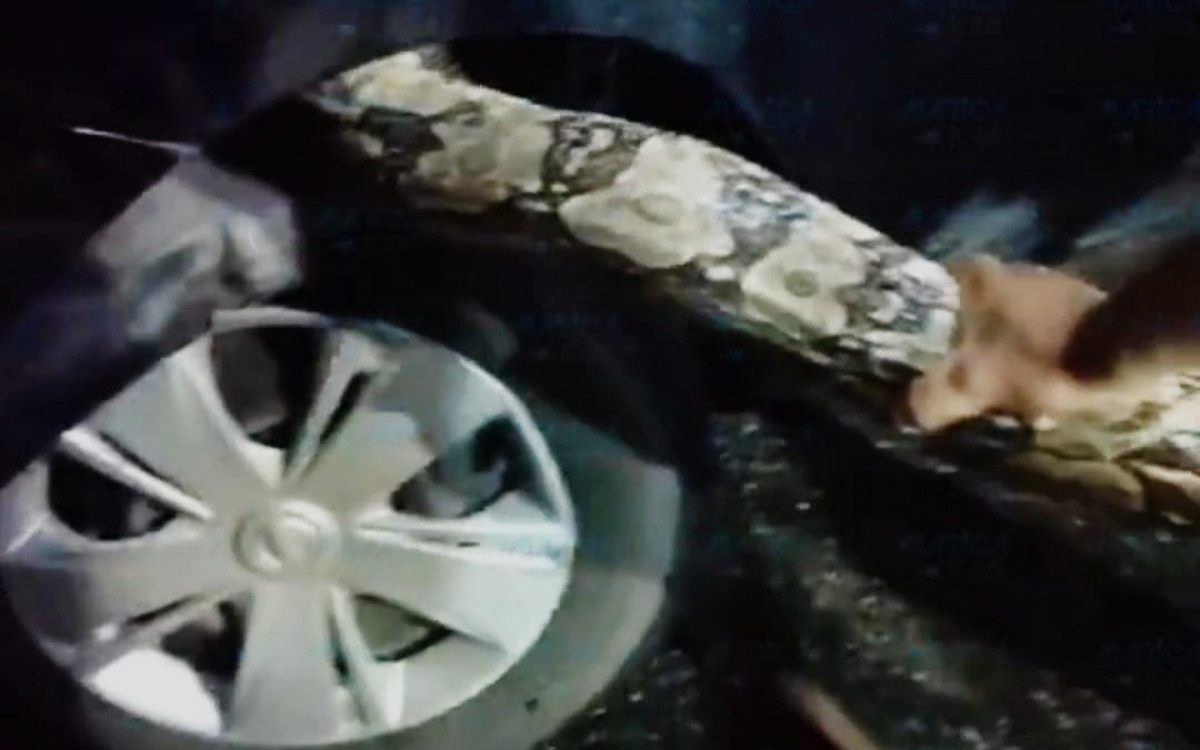 Jibóia encontrada em veículo em Maricá