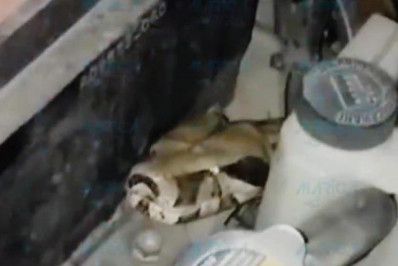 Cobra jibóia é encontrada dentro do motor de um automóvel