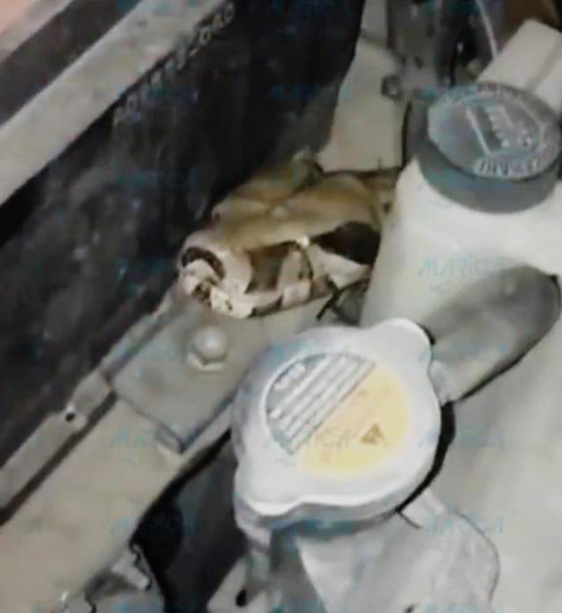 Jibóia é encontrada em veículo em Maricá