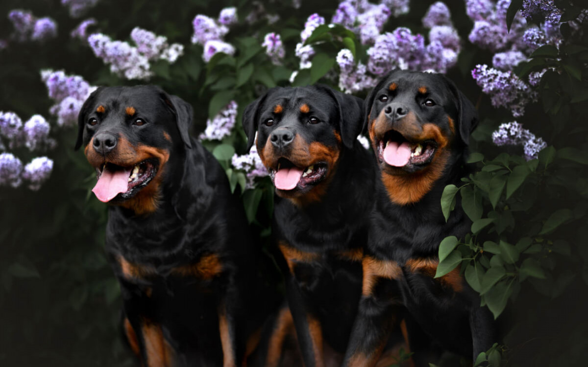 O rottweiler &eacute; um animal muito brincalh&atilde;o e fiel a quem ama (Imagem: otsphoto | Shutterstock)