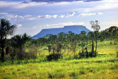 Brasil perdeu 16% de vegetação herbácea e arbustiva em 38 anos