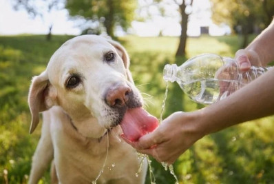 Rio teve cerca de 3,4 milhões de animais abandonados em 2023