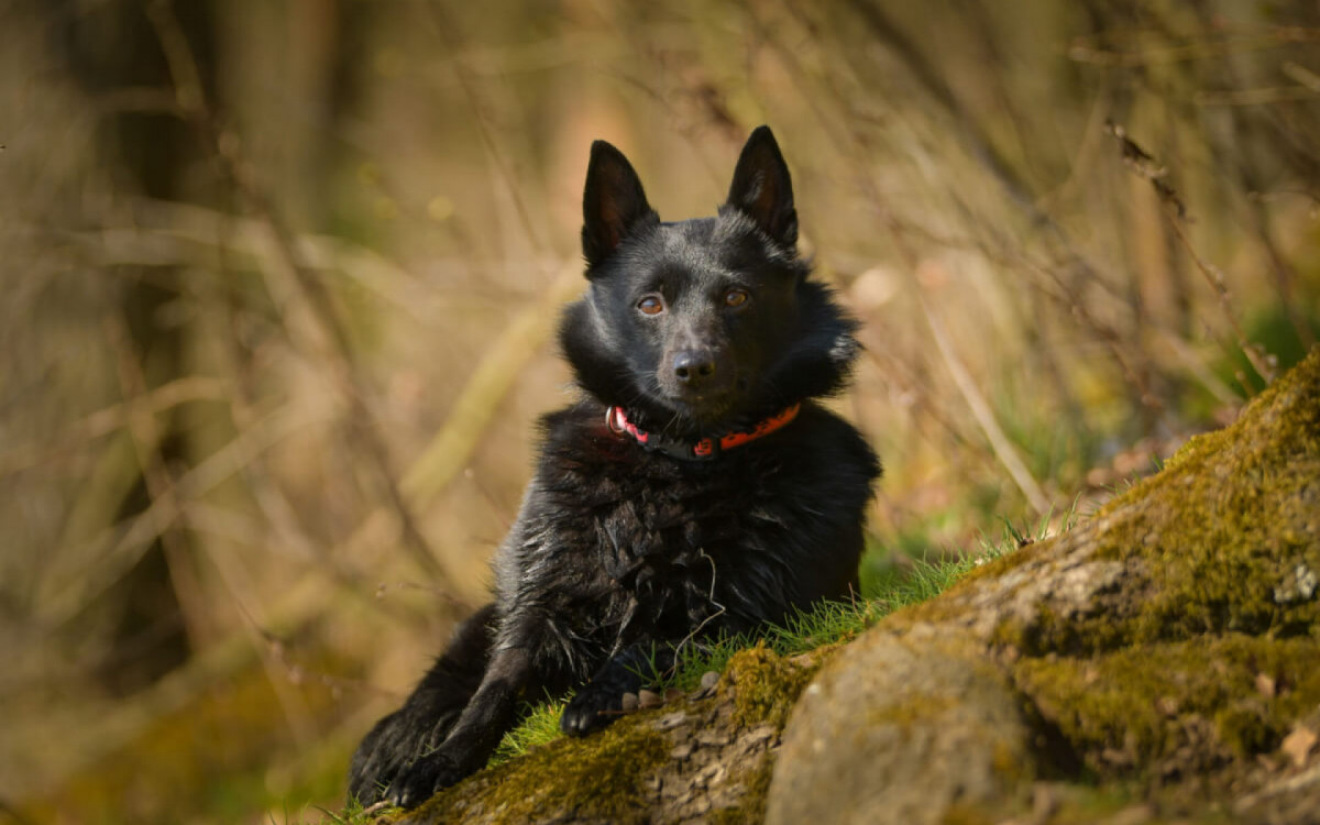 Os schipperkes s&atilde;o c&atilde;es extremamente inteligentes (Imagem: dodafoto | ShutterStock)