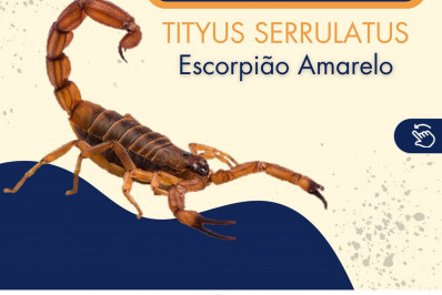 Prefeitura faz alerta sobre presença de escorpiões amarelos em Areal