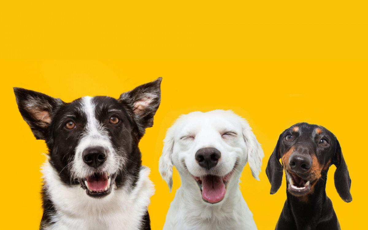 Optar por se inspirar em nomes de comidas é uma abordagem divertida e criativa para nomear o seu pet (Imagem: smrm1977 | Shutterstock)