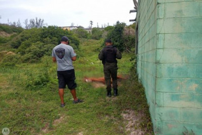 Cavalo é encontrado morto em Arraial do Cabo