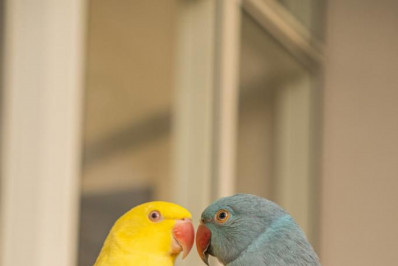 Irmãos Ring Necks, dupla de periquitos são fortes aliados a saúde mental