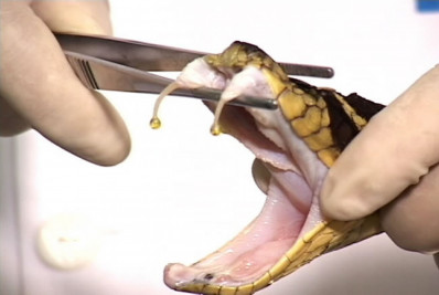 Aumento das Picadas de Cobras Venenosas...