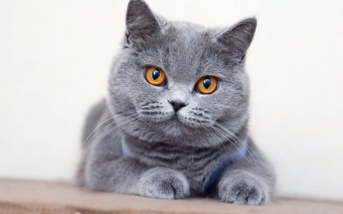 O british shorthair &eacute; um felino de natureza tranquila (Imagem: FotoMirta | Shutterstock)