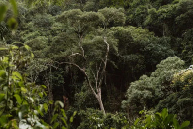 Desmatamento na Mata Atlântica cai 59% no acumulado do ano até agosto