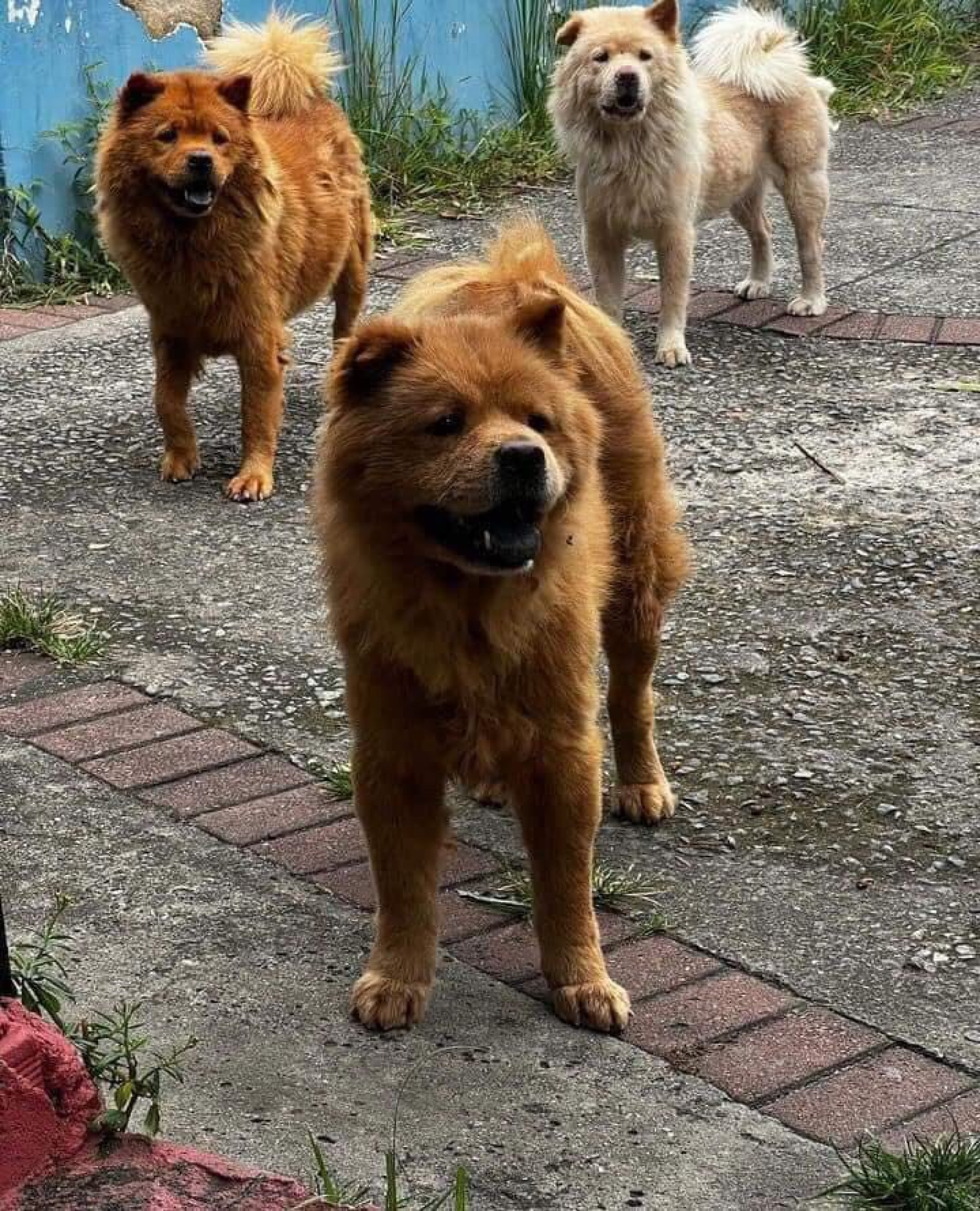 Cachorros foram resgatados por uma equipe do Centro de Controle de Zoonoses (CCZ)