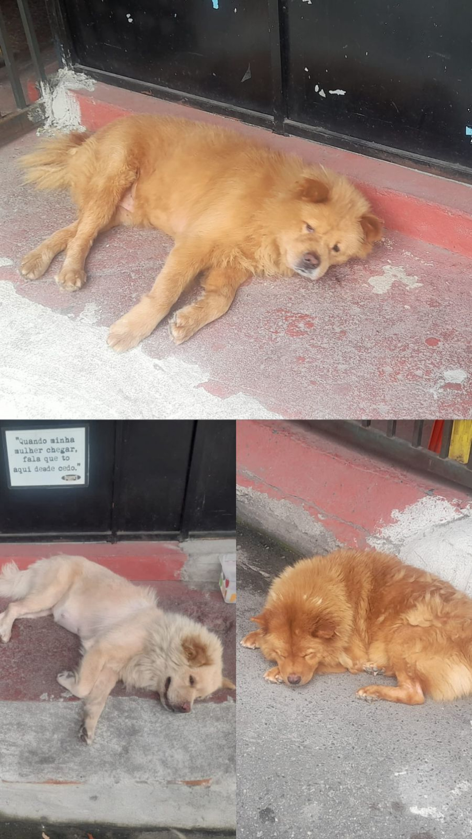 Animais foram abandonados na madrugada de domingo (26)
