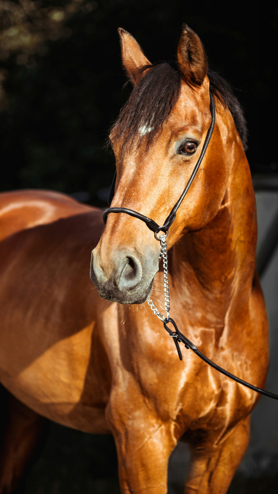 Surto viral mata cavalos na Europa e acende alerta entre criadores