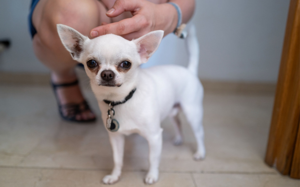 Apesar de ser mais comum encontrar pinschers em tons de preto e castanho, muta&ccedil;&otilde;es gen&eacute;ticas podem levar &agrave; manifesta&ccedil;&atilde;o do fen&oacute;tipo branco (Imagem: Pierre Aden | Shutterstock)