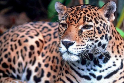 Justiça condena caçador de onças pintadas no Acre a pagar R$ 429 mil