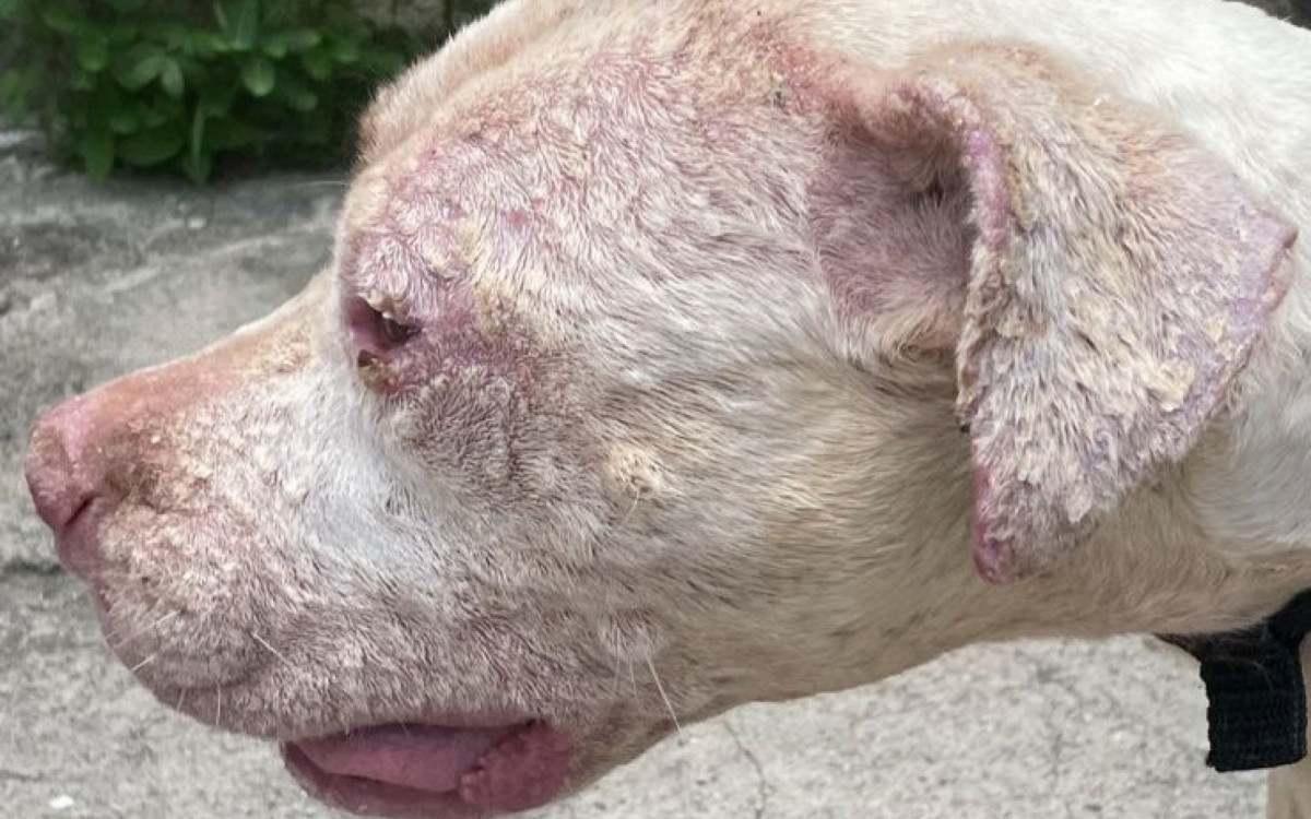 Homem foi preso pelo crime de maus-tratos a animais; cachorros estavam com sinais de desnutrição