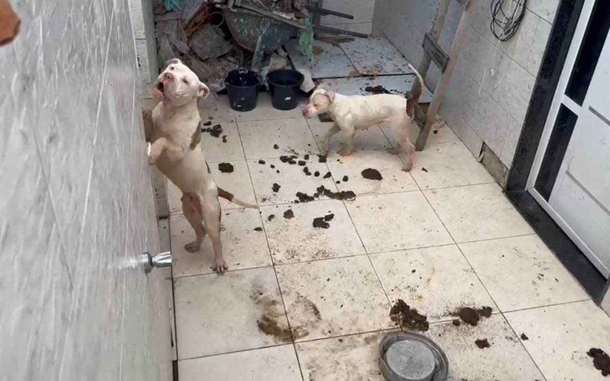 Homem foi preso pelo crime de maus-tratos a animais; cachorros estavam com sinais de desnutrição