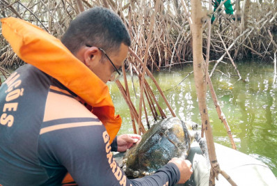 Tartaruga ferida é resgatada no Canal de Marapendi