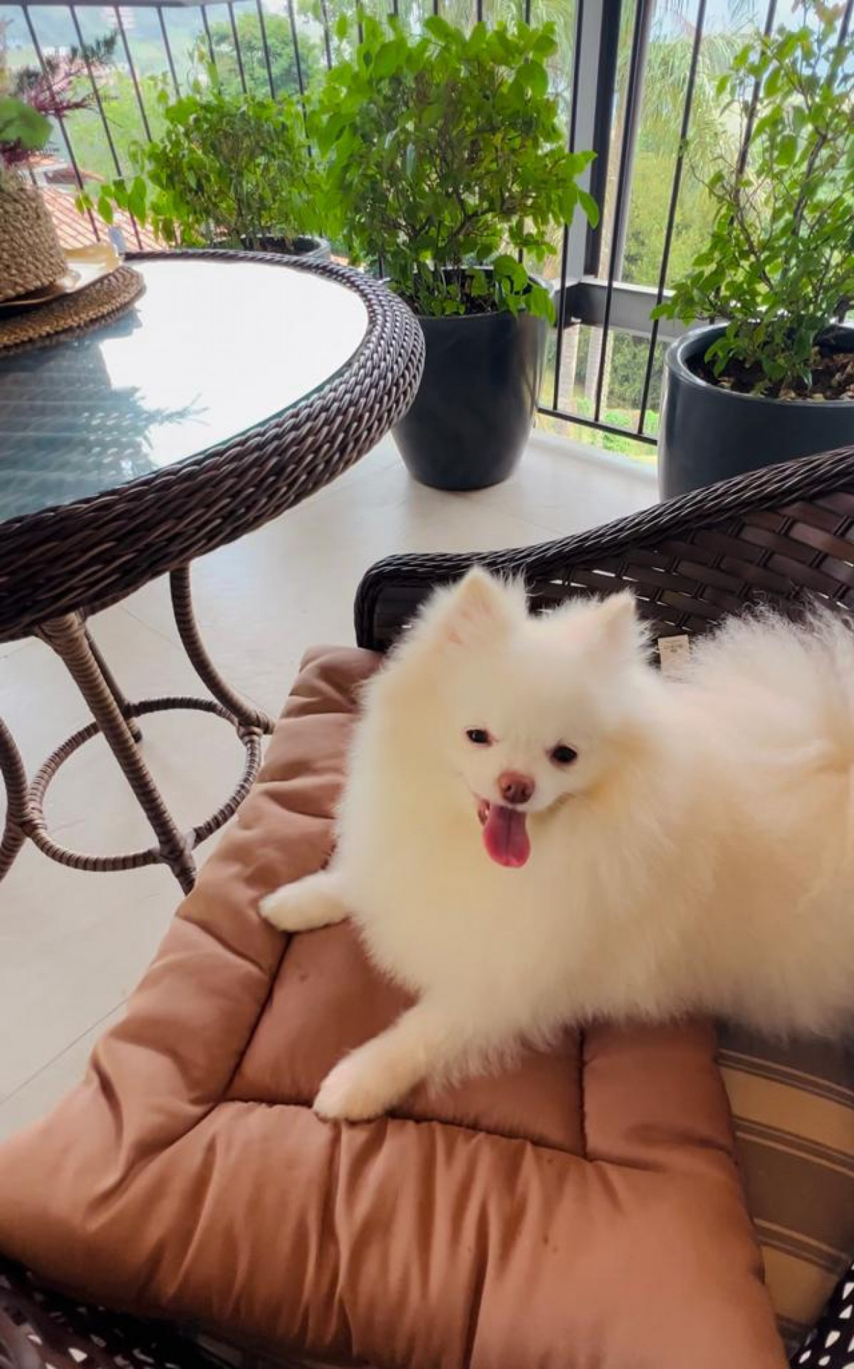 Maggie está há três anos com sua família e é considerada uma filha por sua tutora - Arquivo Pessoal